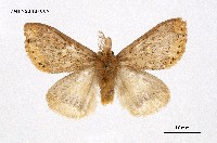 藏品(黃斑黃毒蛾)的圖片